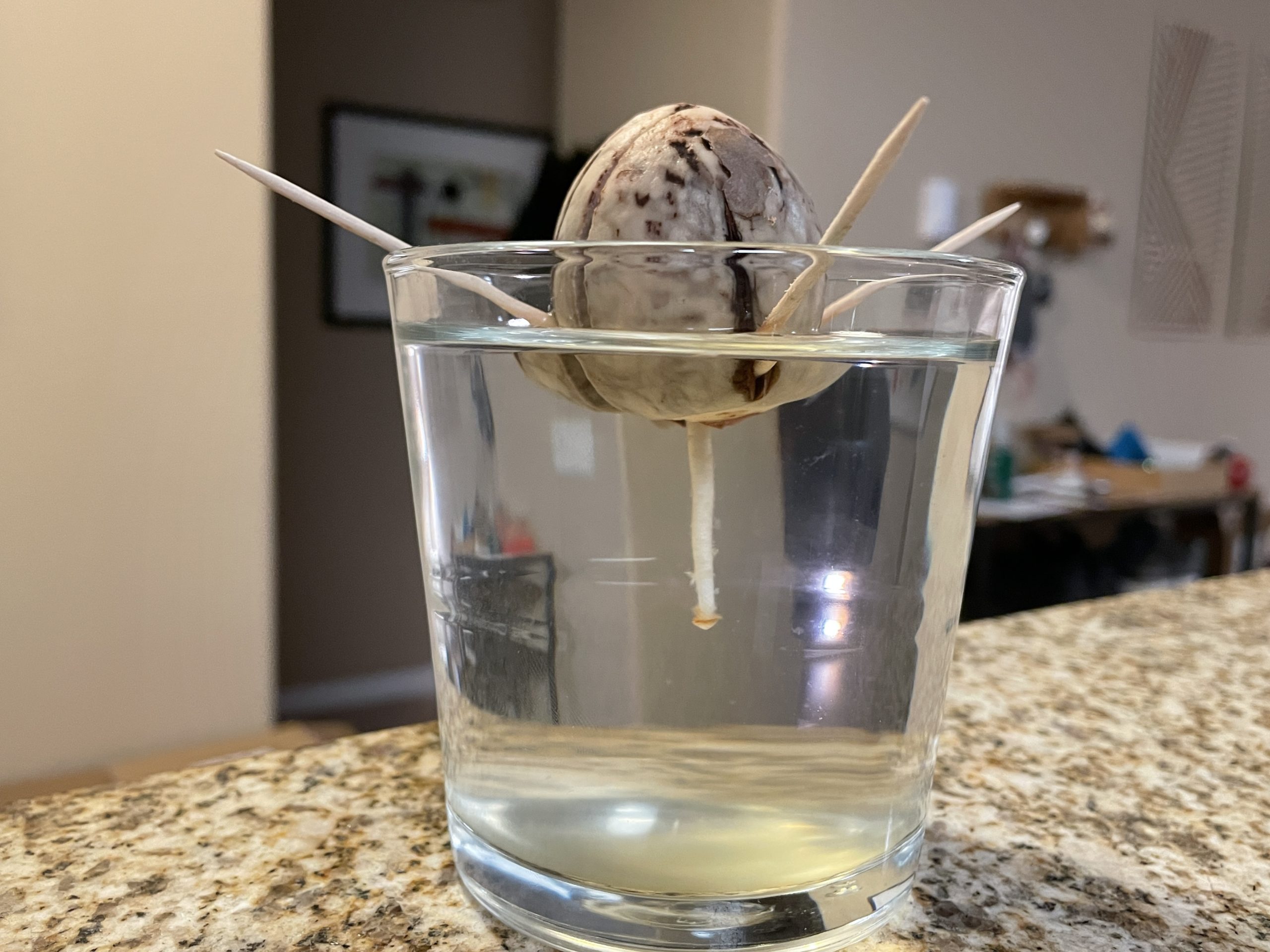 avocado pit held up by toothpicks in a small glass of water. a small white root is starting to grow from the bottom of the pit.
